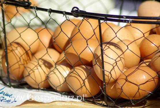 Jaja z wolnego wybiegu (1PL) prosto od producenta.