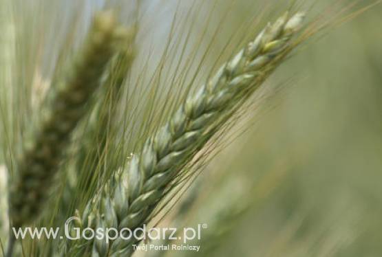 14.05.2012 Zboża - kolejny tydzień spadków na giełdach