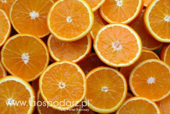 Egipt – W czołówce światowych producentów pomarańczy