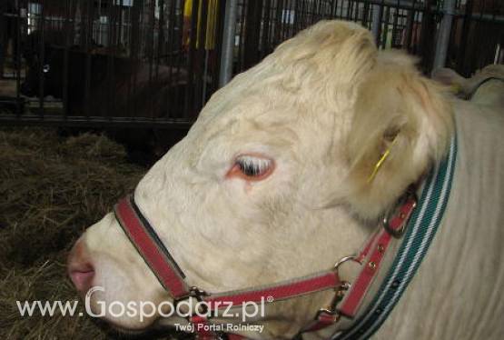 Brazylia – Wzrost spożycia mięsa wołowego