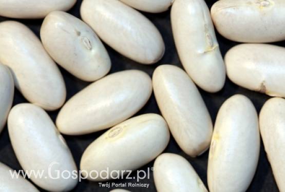 Chorwacja – Zbiory fasoli