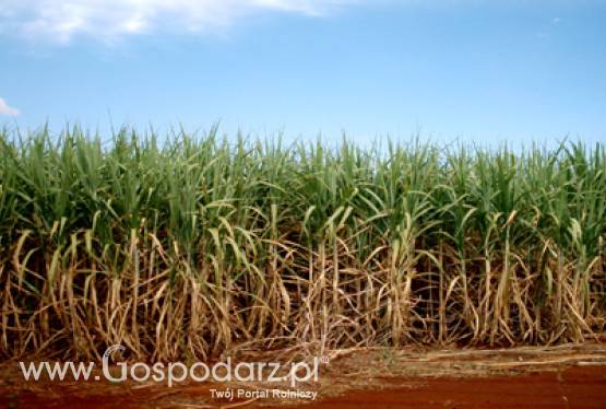 Brazylia powraca do E20 w związku z ograniczeniem krajowej produkcji etanolu