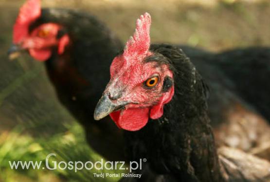 Prognozy światowej produkcji drobiu