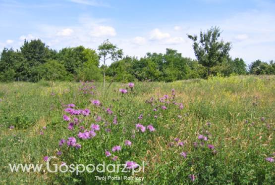 Wspólna Polityka Rolna 2014-2020 i zmiany w zazielenianiu