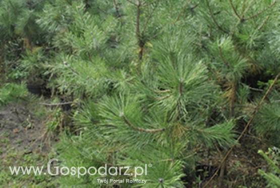 Drzewa i krzewy ozdobne z własnej plantacji Poznań-Tanio!