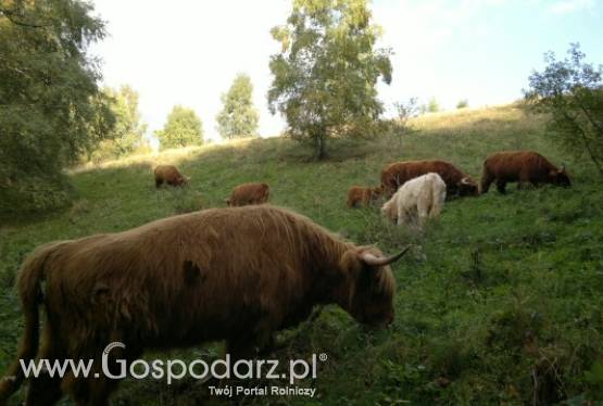 Bydło Szkockie - Highland Cattle