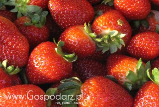 Krajowe truskawki są coraz tańsze