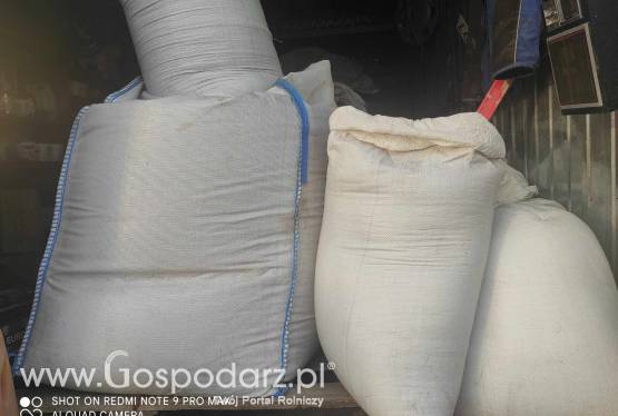 Pszenica 2023 50 kg za 40 zł