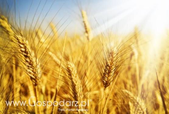 Sprzedam zboza paszowe