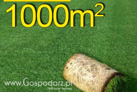 Trawa z rolki, trawa rolowana Premium II 1000 m2najlepsza trawa w rolce, darń w rolce