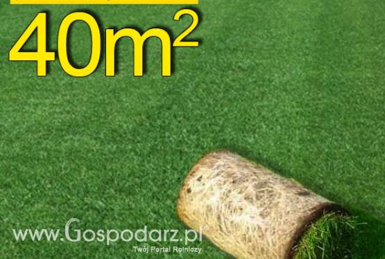 Trawa z rolki, trawa rolowana Premium II 40 m2najlepsza trawa w rolce, darń w rolce, DARMOWA WYSYŁKA
