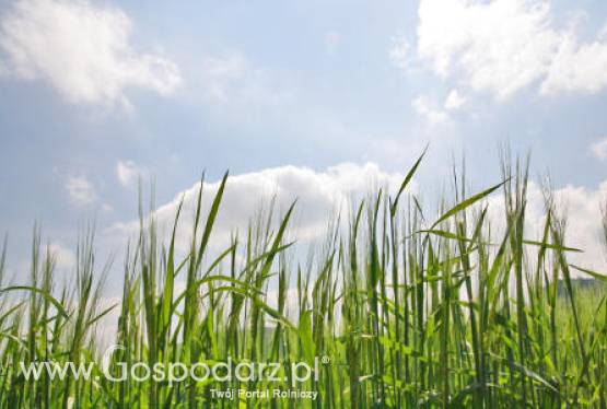 Duże przeceny zbóż za oceanem - 10.05.2012