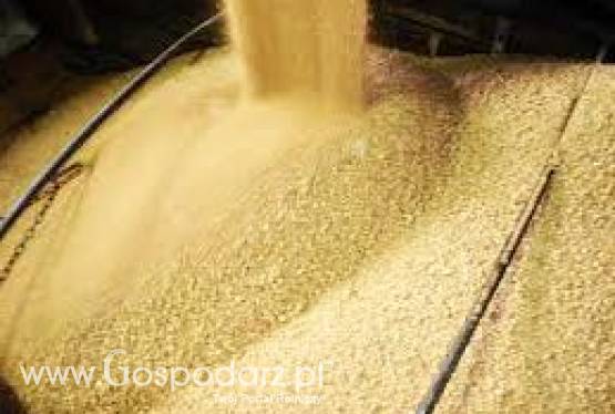 Sprzedaż śruty sojowej Hi-pro 46,% białka, Śruta sojowa