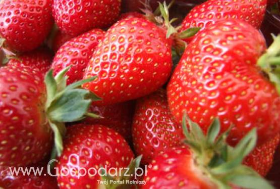 Tegoroczne polskie truskawki będą bardzo drogie