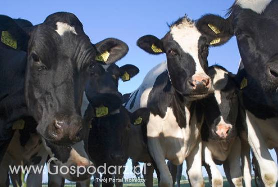 Wzrost eksportu wieprzowiny w UE