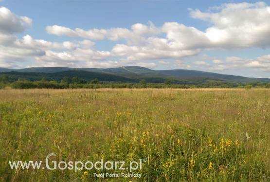 Działka rolna Świeradów-Zdrój
