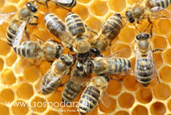 Sprzedam odkłady pszczele na ramce wielkopolskiej i langstrotha