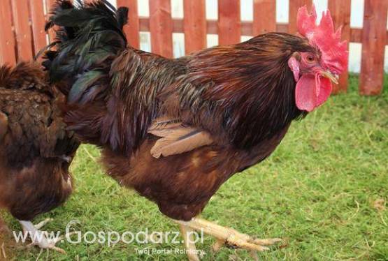 Karmazyn/RIR (R-11) - Kura