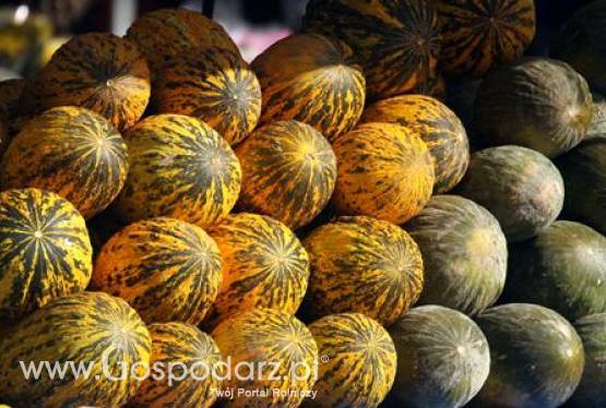 Turcja – Spadek produkcji melonów