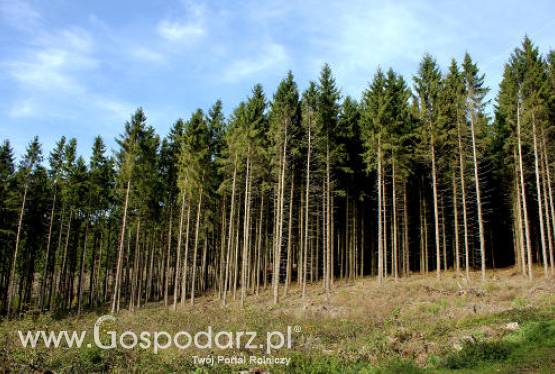 Fala pożarów w lasach