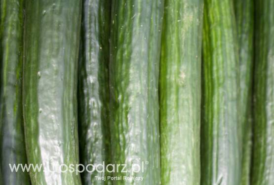 Niemcy: Ostrzeżenie przed ogórkami zostało cofnięte