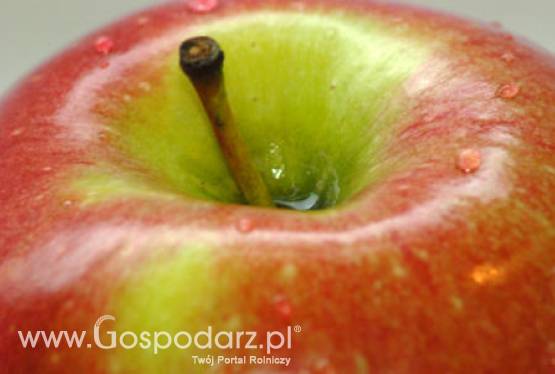 Stare odmiany jabłoni w jednym sadzie