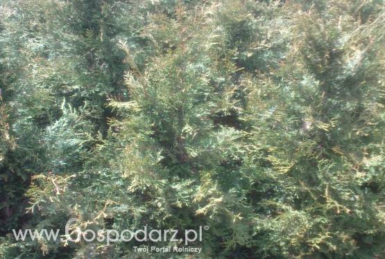 Tuje, choinki, krzewy ogrodowe