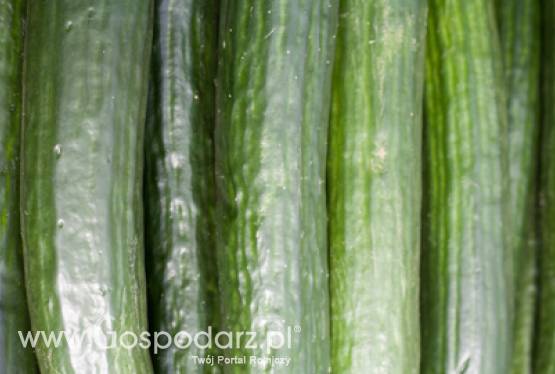 Producenci warzyw liczą straty