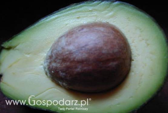 Chile – Spadek eksportu awokado