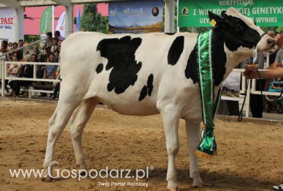 Już niedługo VII Ogólnopolska Wystawa Bydła Hodowlanego „Sielinko 2012”
