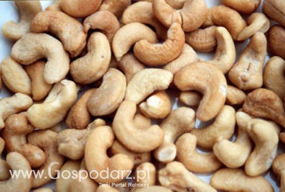 Wietnam – Mniejsze stawki celne na orzechy nerkowca