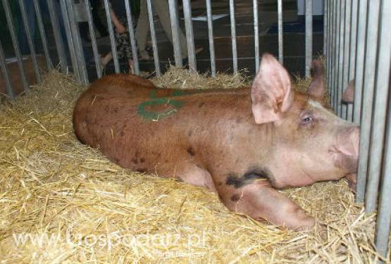 Krajowe ceny skupu żywca