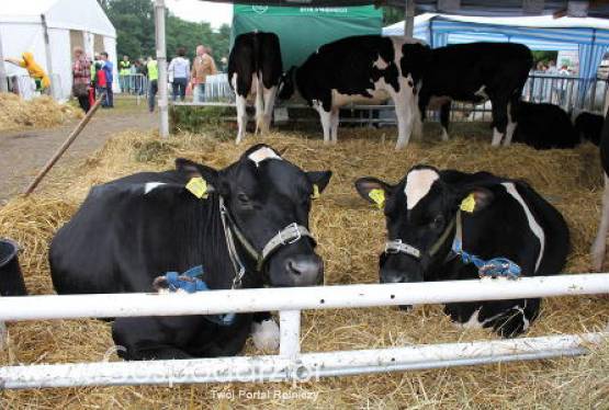 Urugwaj – Mniej ubojów bydła