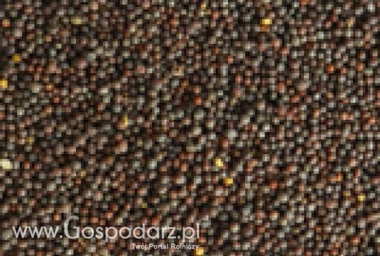 Kupię wiele rodzajów rodzajów płódów rolnych