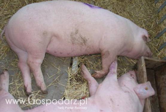 Ceny żywca krajowego