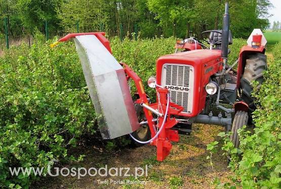 Belka herbicydowa TEKLA