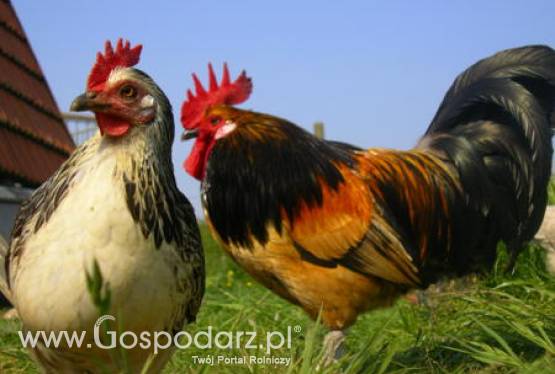 Rynek polskiego drobiu w dalszym ciągu przechodzi dioksynowy kryzys