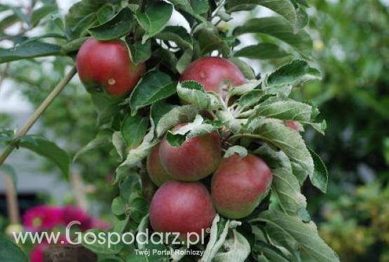 Na południu Polski tegoroczne zbiory owoców będą udane