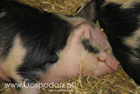 Krajowe ceny zbytu mięsa