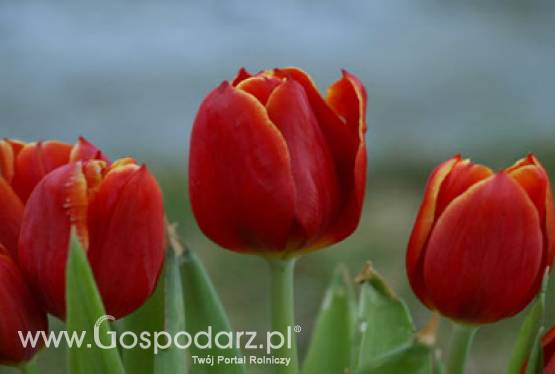 Targi krzewów, kwiatów, i nasadzeń, WIOSNA 2011