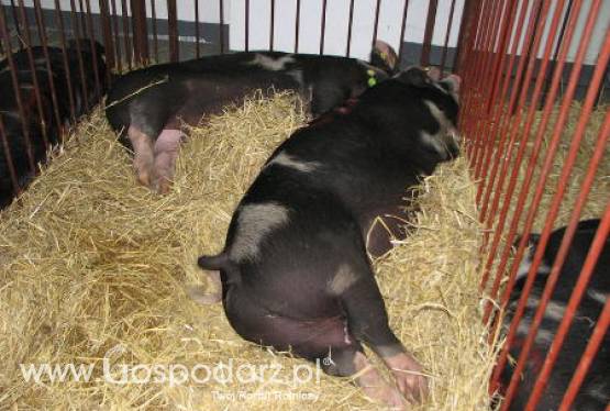 Dania – Minimalny wzrost eksportu wieprzowiny