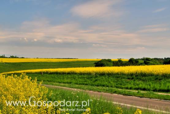 Tydzień na rynku giełdowym oleistych – 06.02.2012