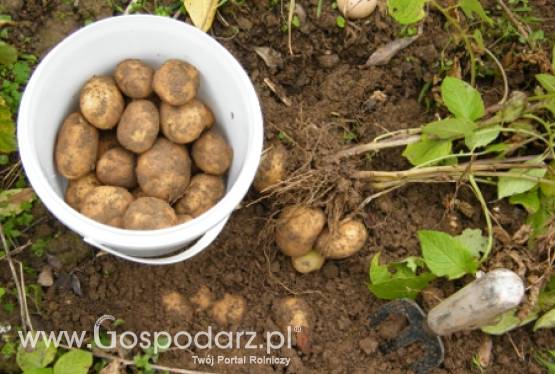 Ziemniaki skrobiowe zdrożeją?