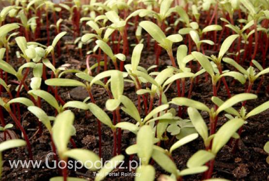 Dopłaty do materiału siewnego