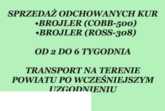 brojlery, drób mięsny