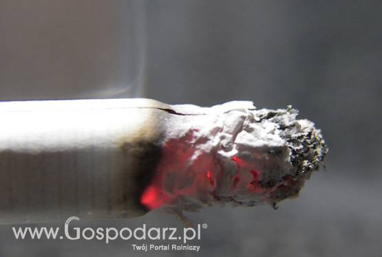 Plantatorzy tytoniu pozostaną bez dopłat?