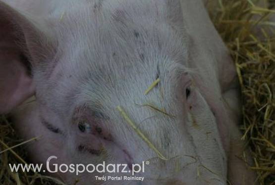 Nadzwyczajne posiedzenie Głównych Lekarzy Weterynarii UE