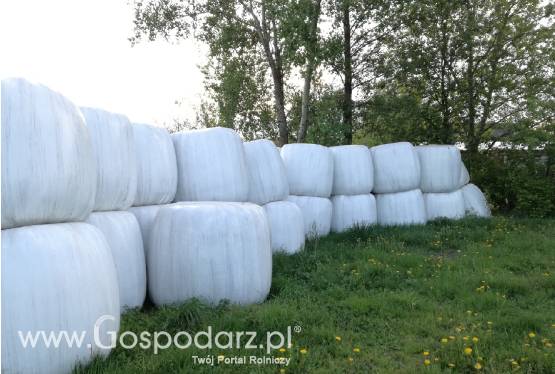 Baloty z sianokiszonki