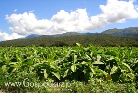 Nowa płatność do tytoniu i zmiana formy wsparcia owoców miękkich
