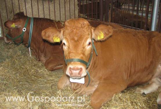 Wołowina w systemie QMP